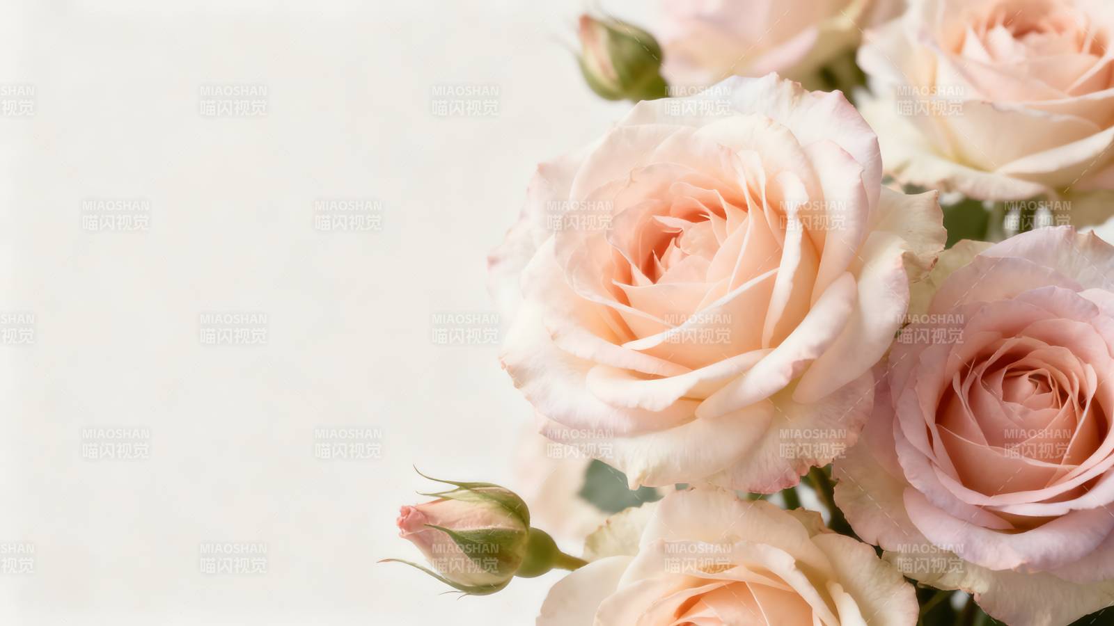 淡粉玫瑰绽放图片