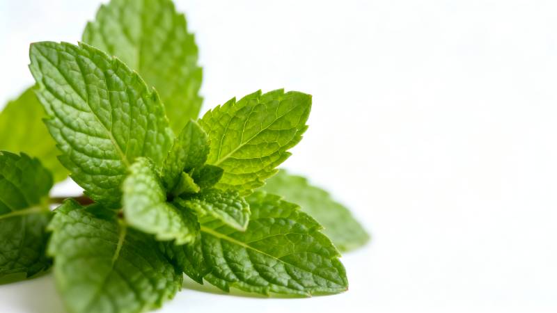 新鲜薄荷叶特写图片