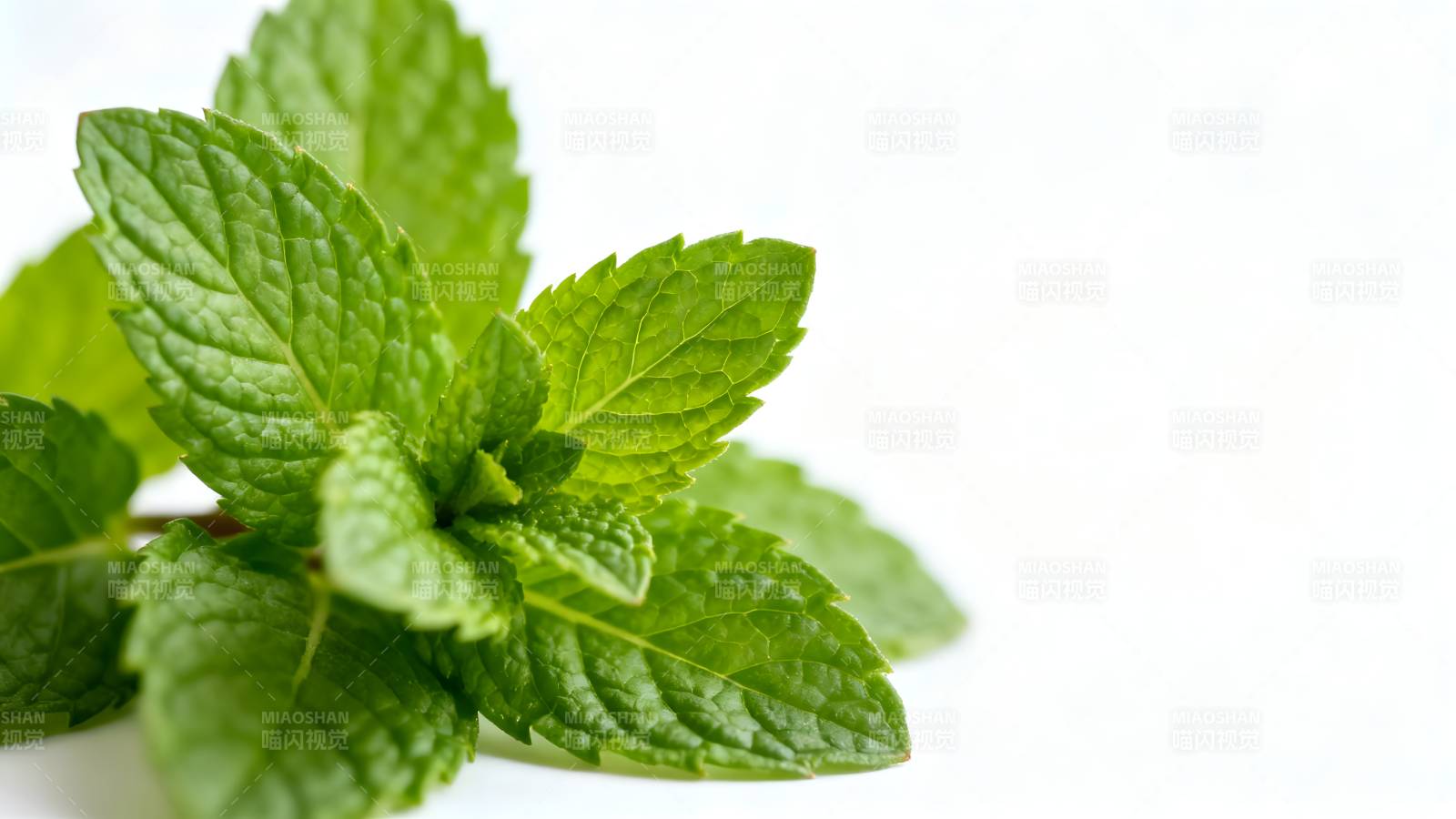 新鲜薄荷叶特写图片