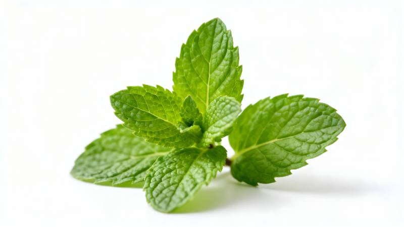 新鲜薄荷叶图片