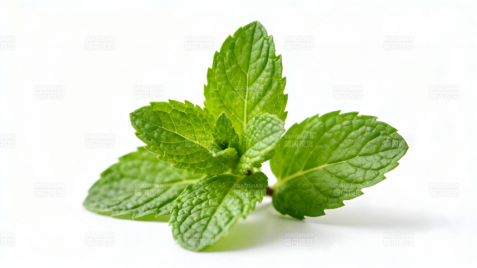 新鲜薄荷叶图片