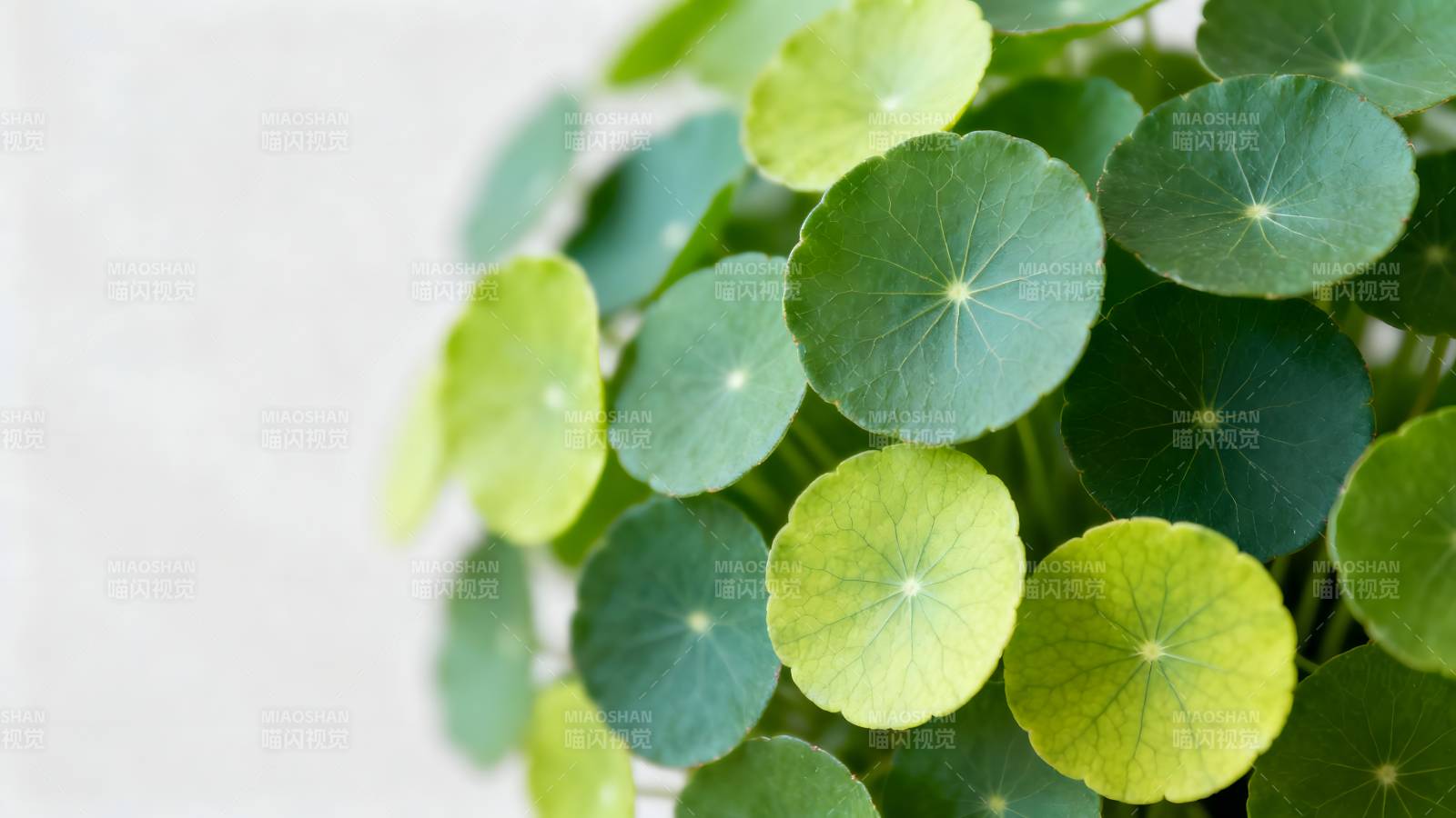 铜钱草绿意盎然图片