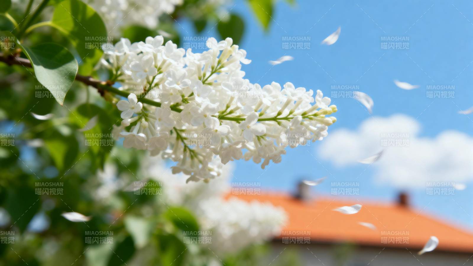 白花飘落春意浓图片