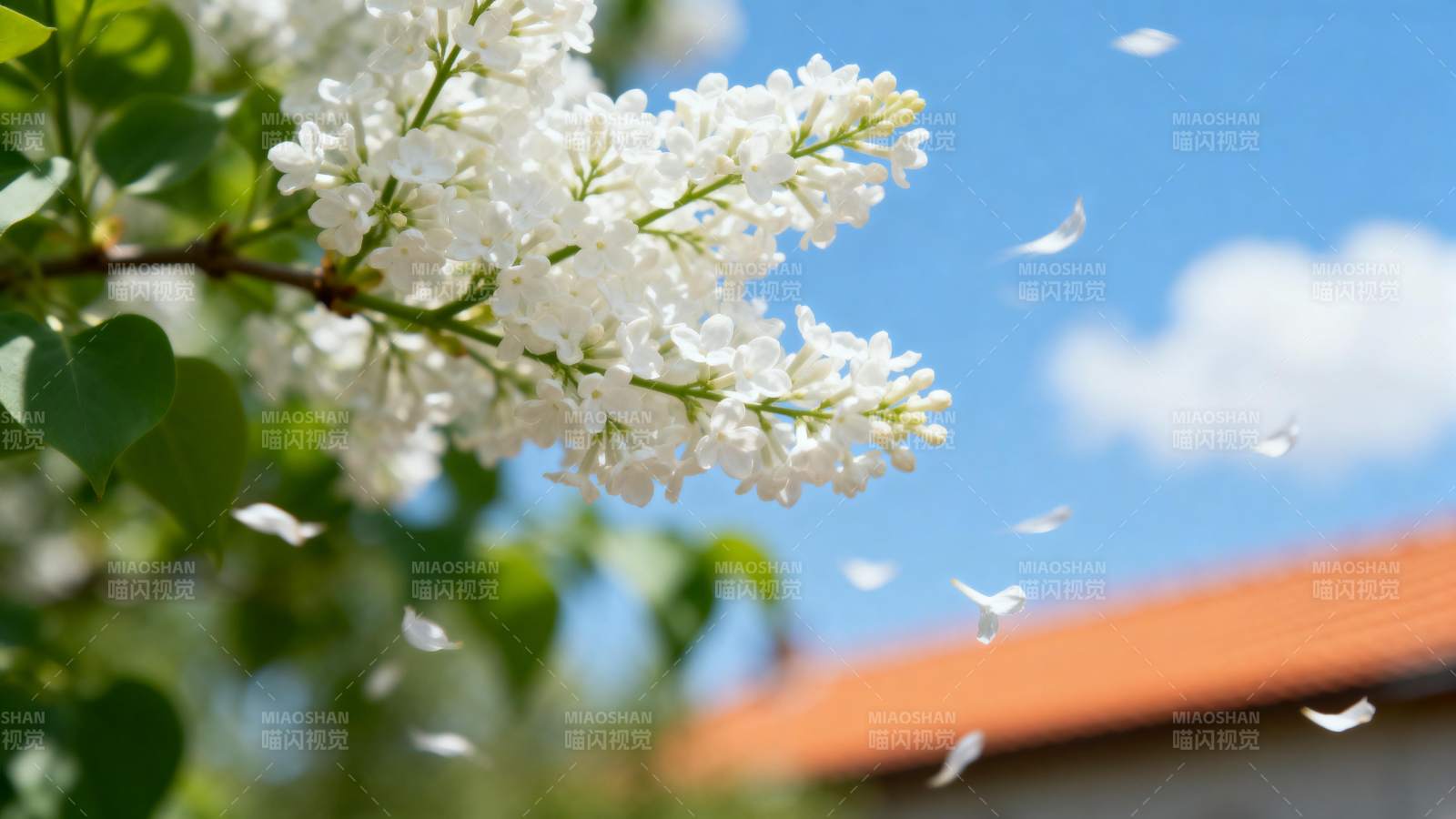白花飘落春意浓图片