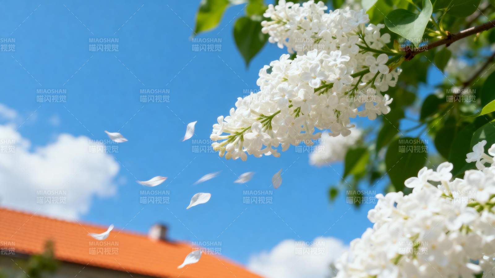 白花飘落春意浓图片