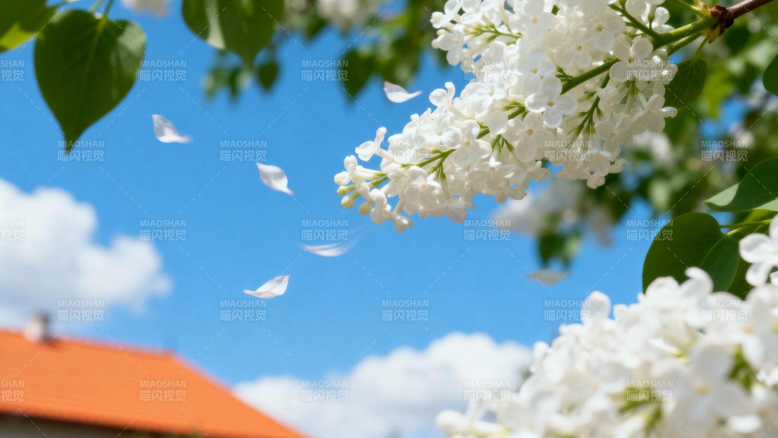 白花飘落春意浓图片