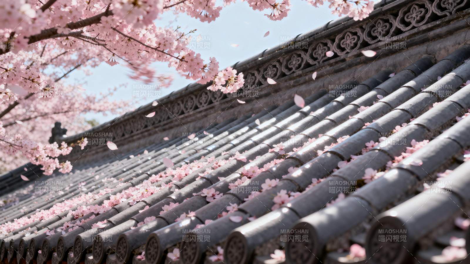 樱花落瓦 春意浓图片