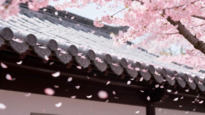 樱花飘落屋檐下图片