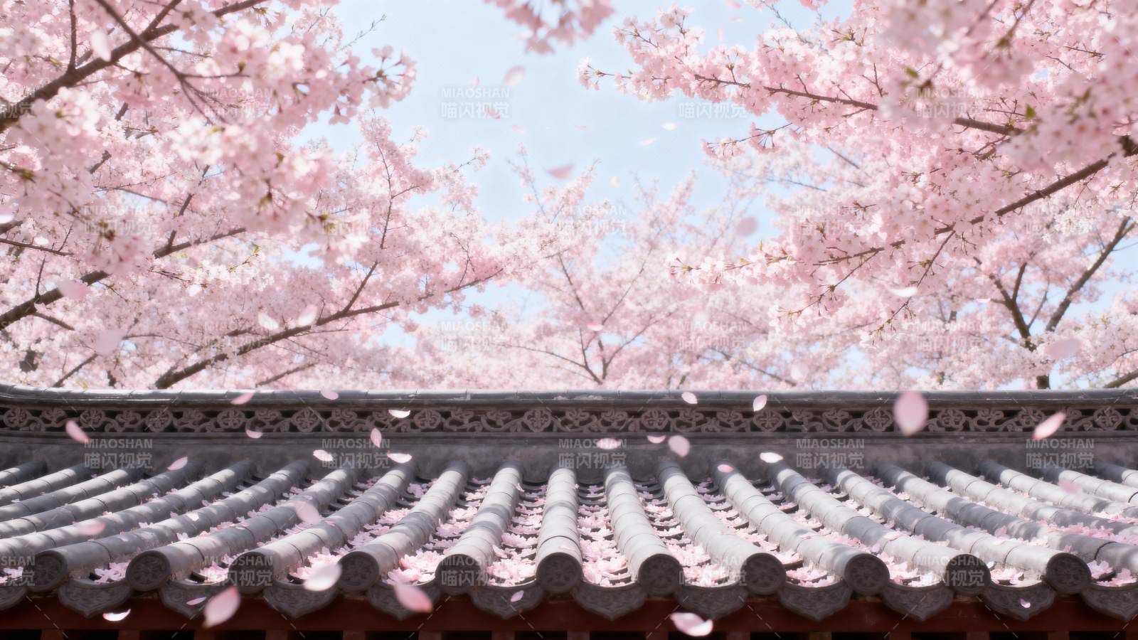 樱花纷飞屋檐下图片