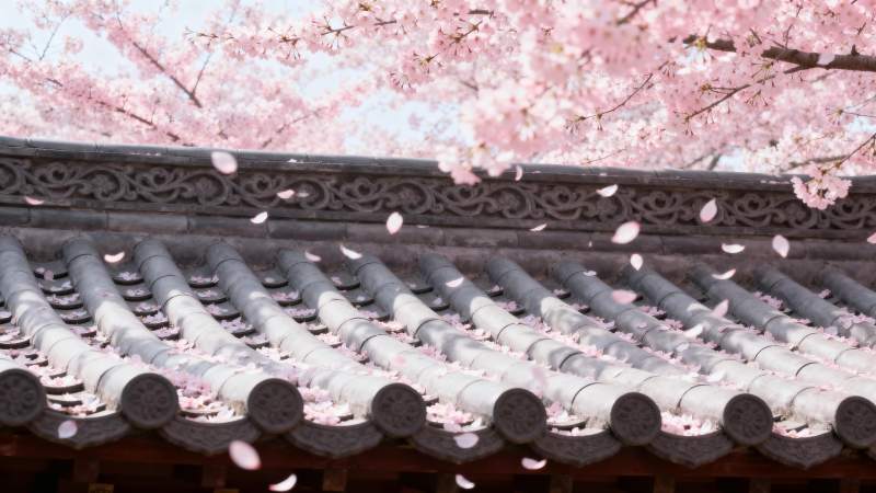 樱花飘落古屋檐图片