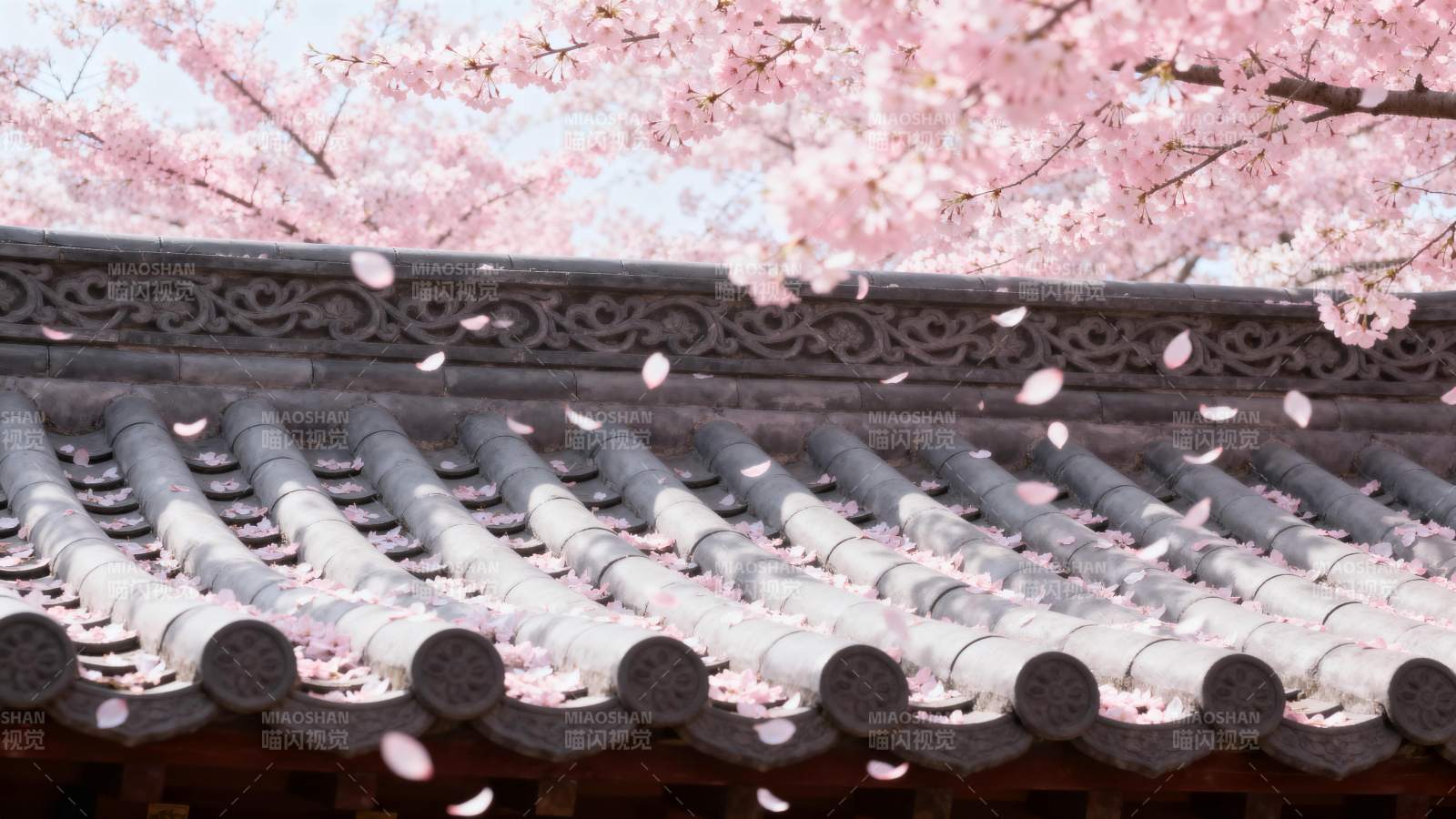 樱花飘落古屋檐图片