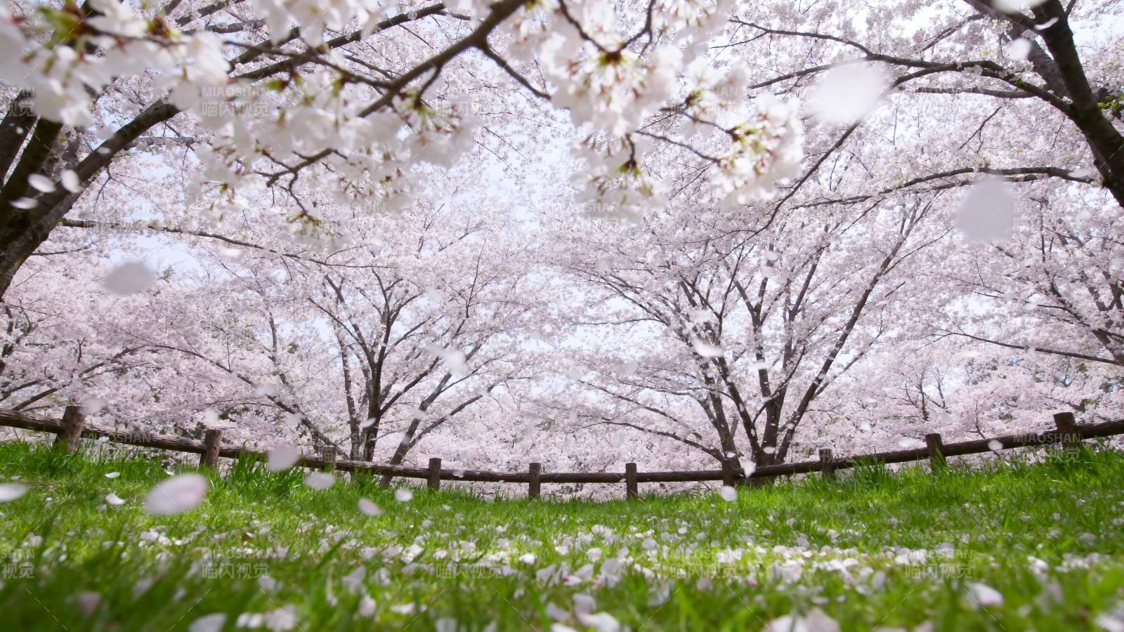 樱花盛开的春天图片
