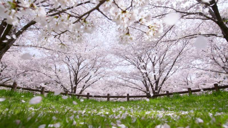 樱花盛开的春天图片