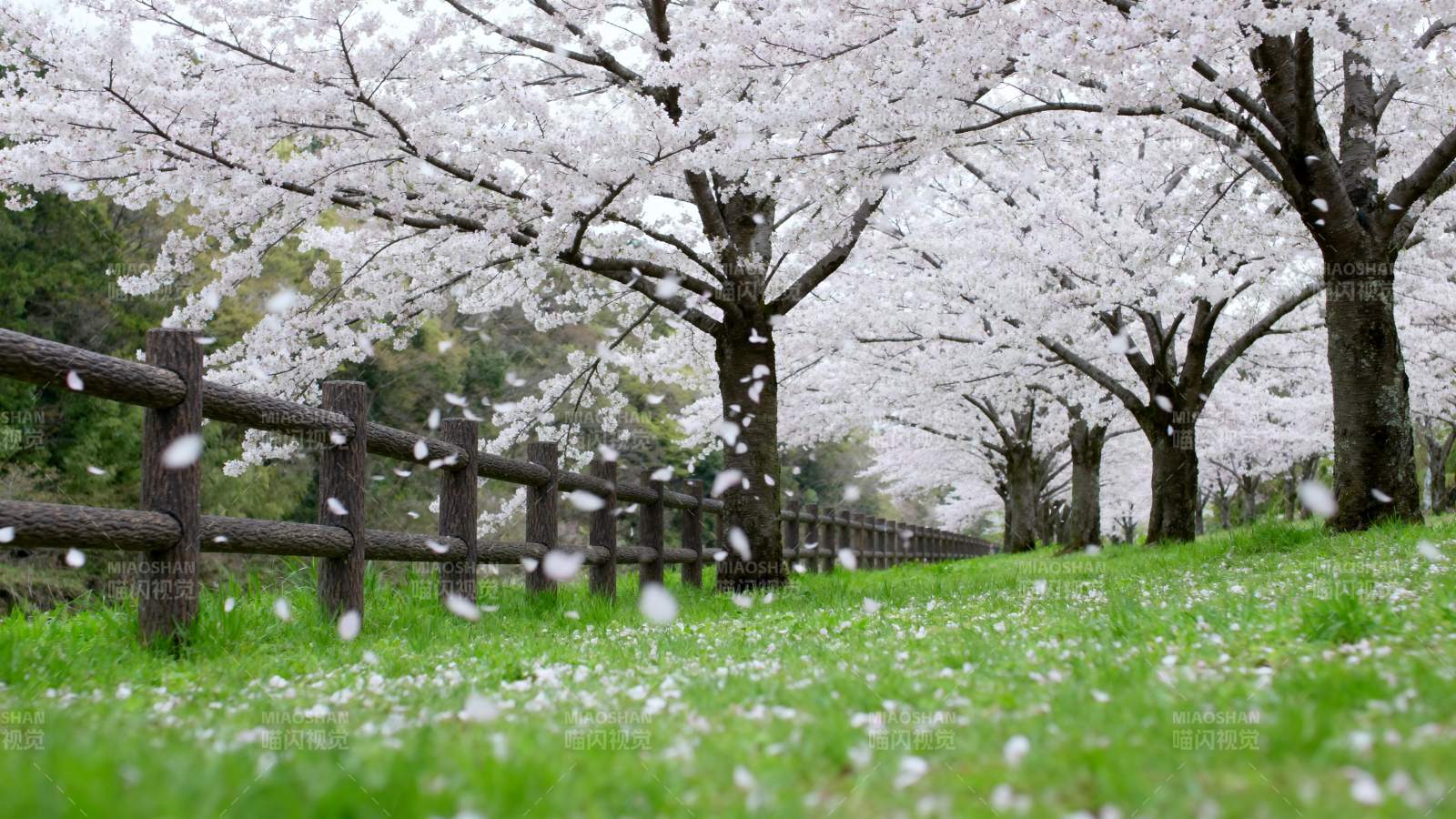 樱花纷飞春意浓图片
