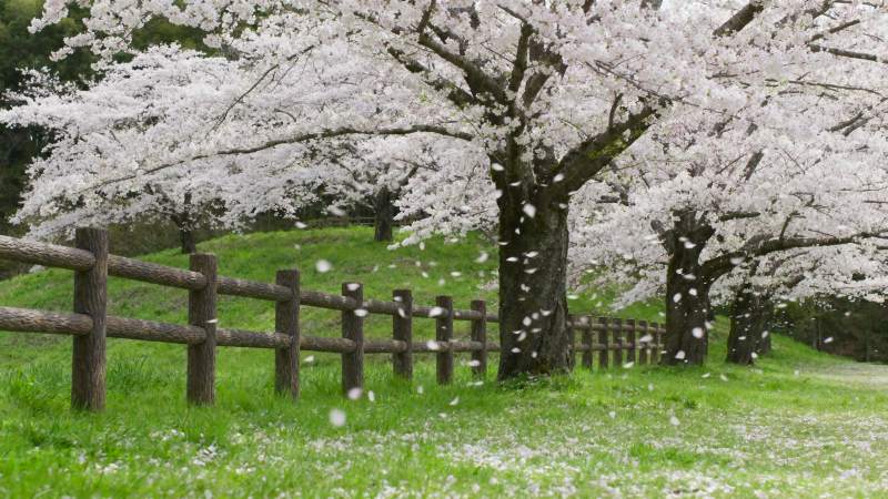 樱花纷飞春意浓图片