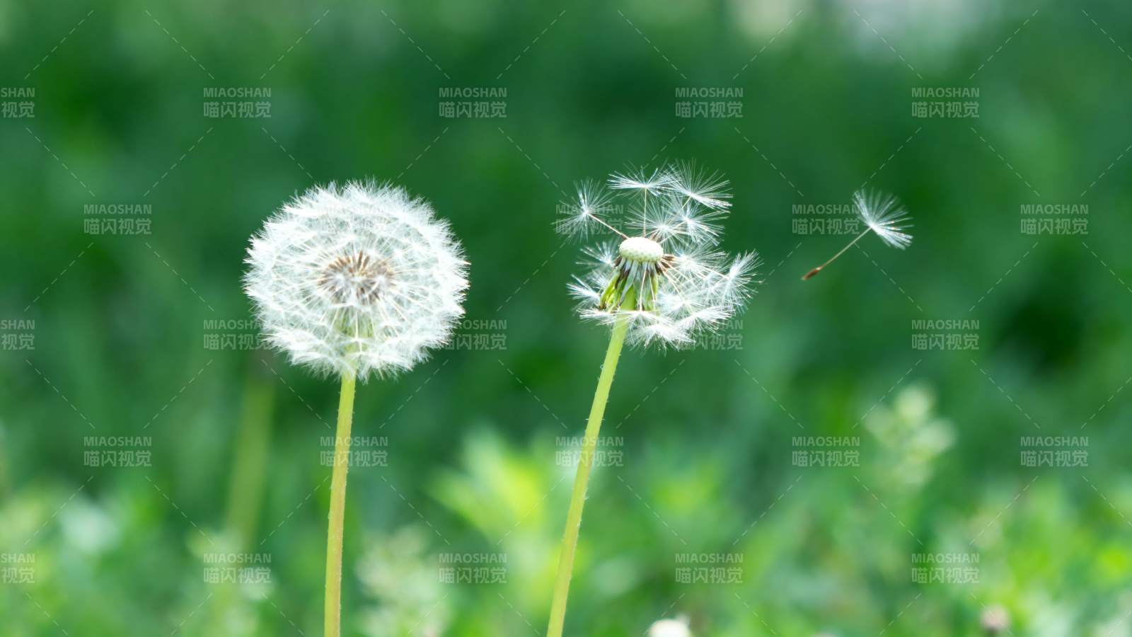 蒲公英随风飘散图片