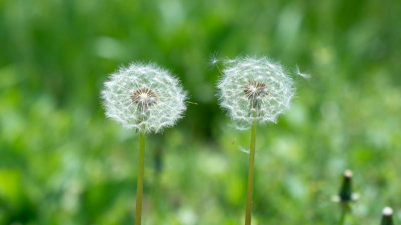 蒲公英随风飘舞图片