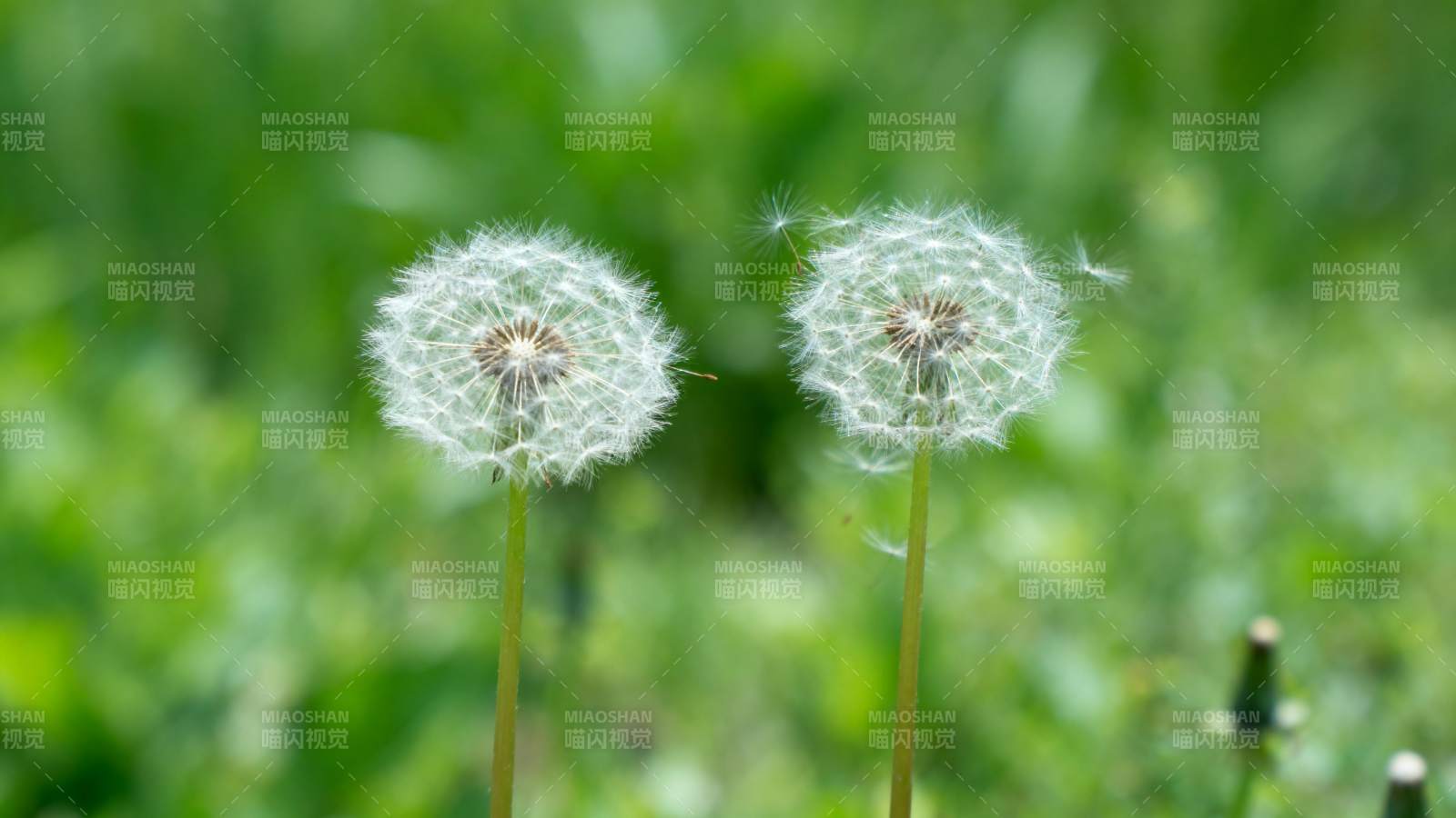 蒲公英随风飘舞图片