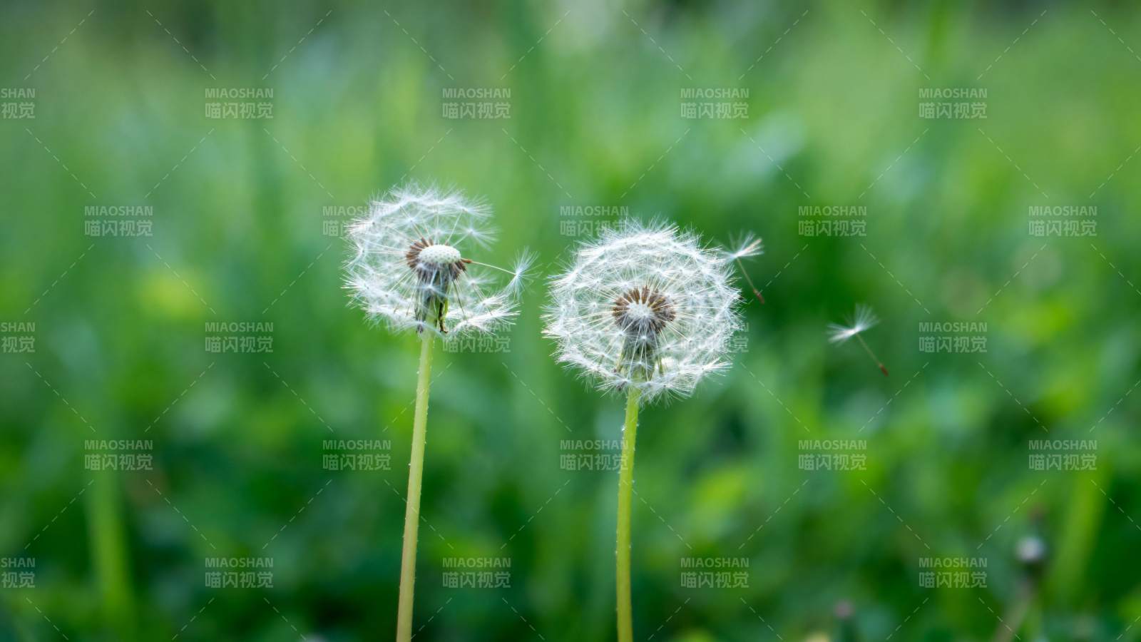 蒲公英随风飘散图片