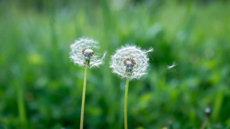 蒲公英随风飘散图片