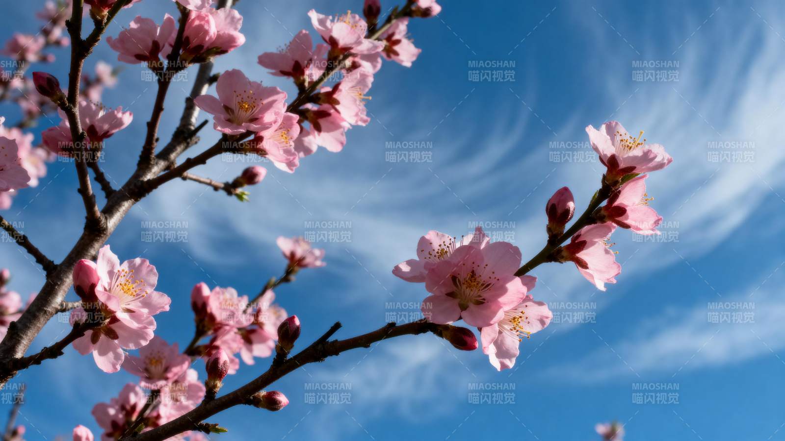 樱花绽放蓝天图片