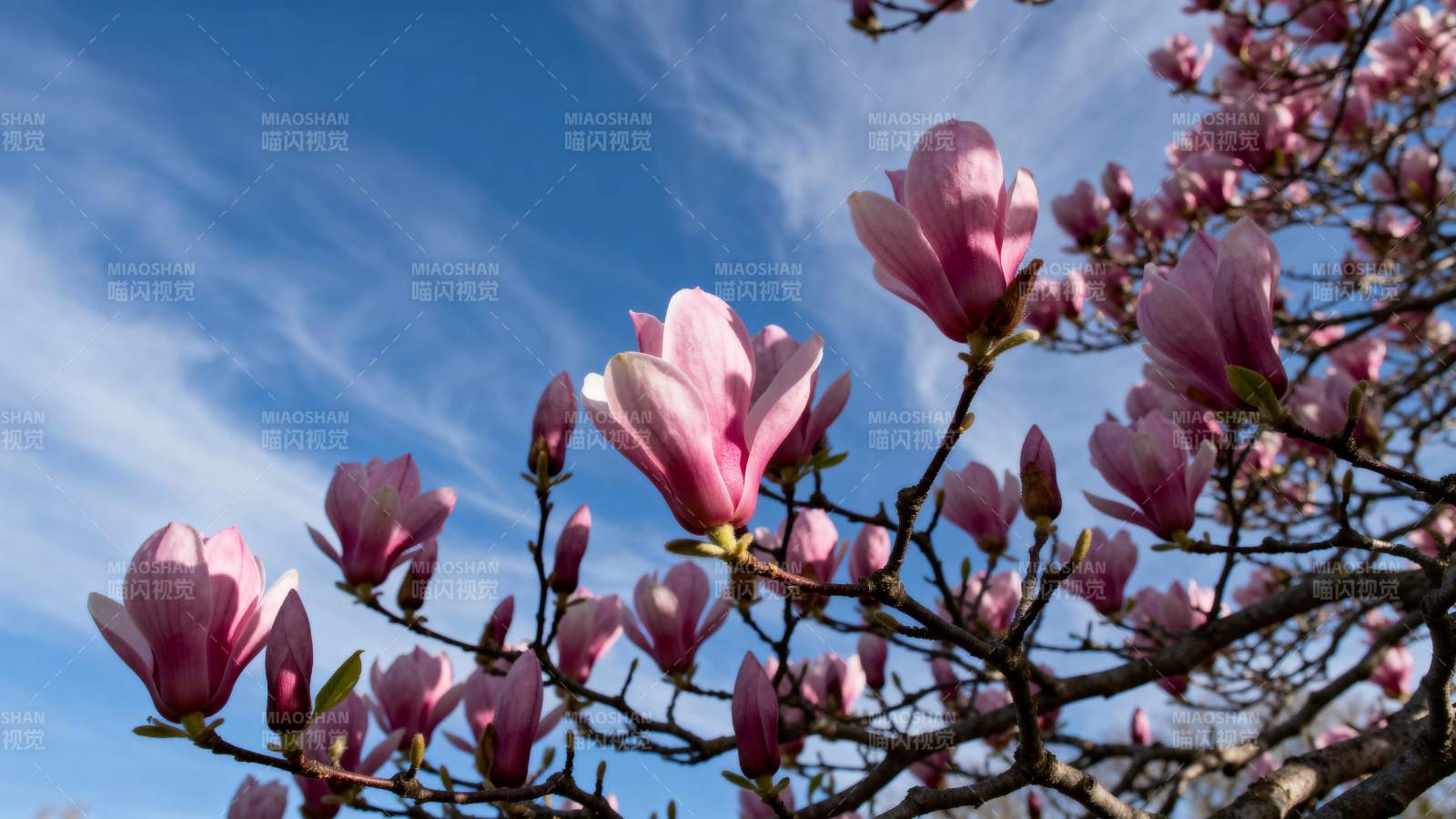 春日玉兰绽放图片