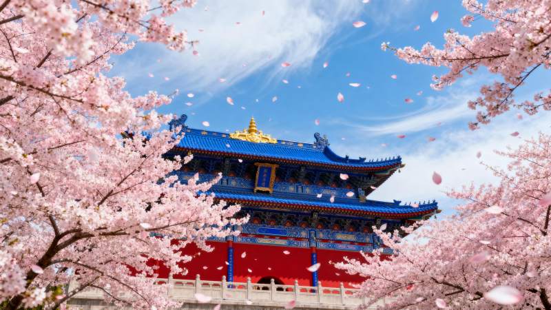 樱花映古殿图片