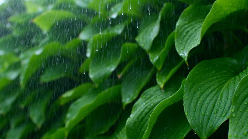 雨落绿叶间图片