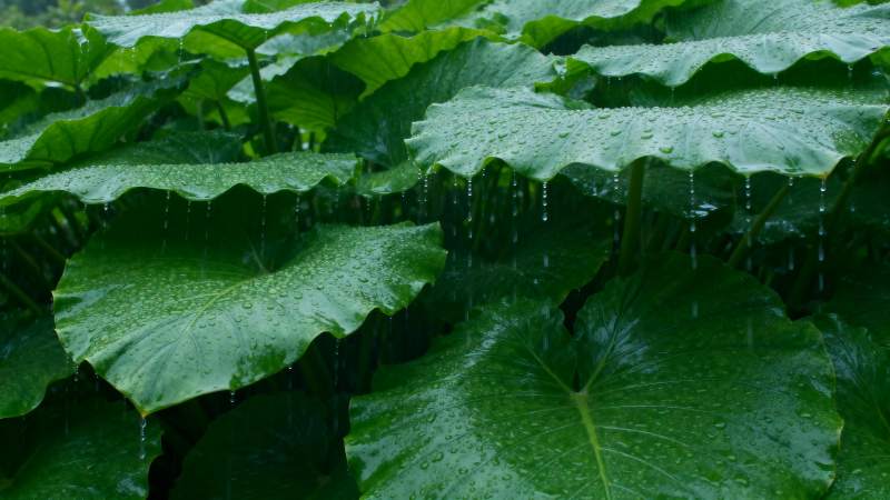 雨滴荷叶翠绿图片