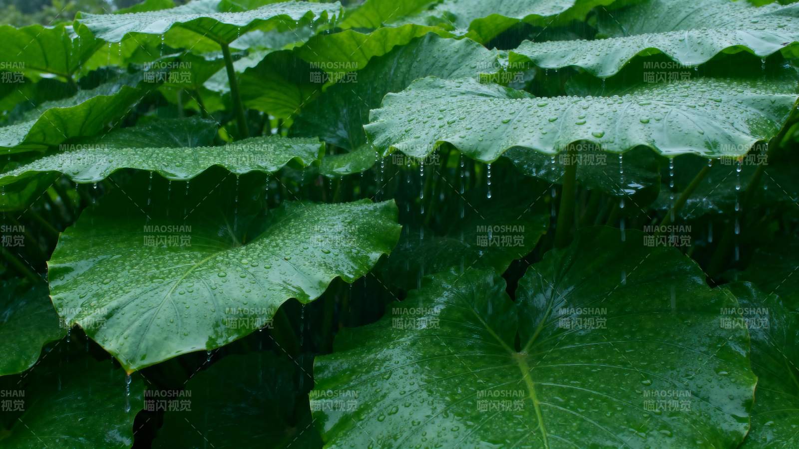 雨滴荷叶翠绿图片