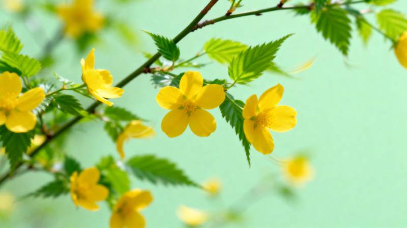 黄花绿叶春意浓图片