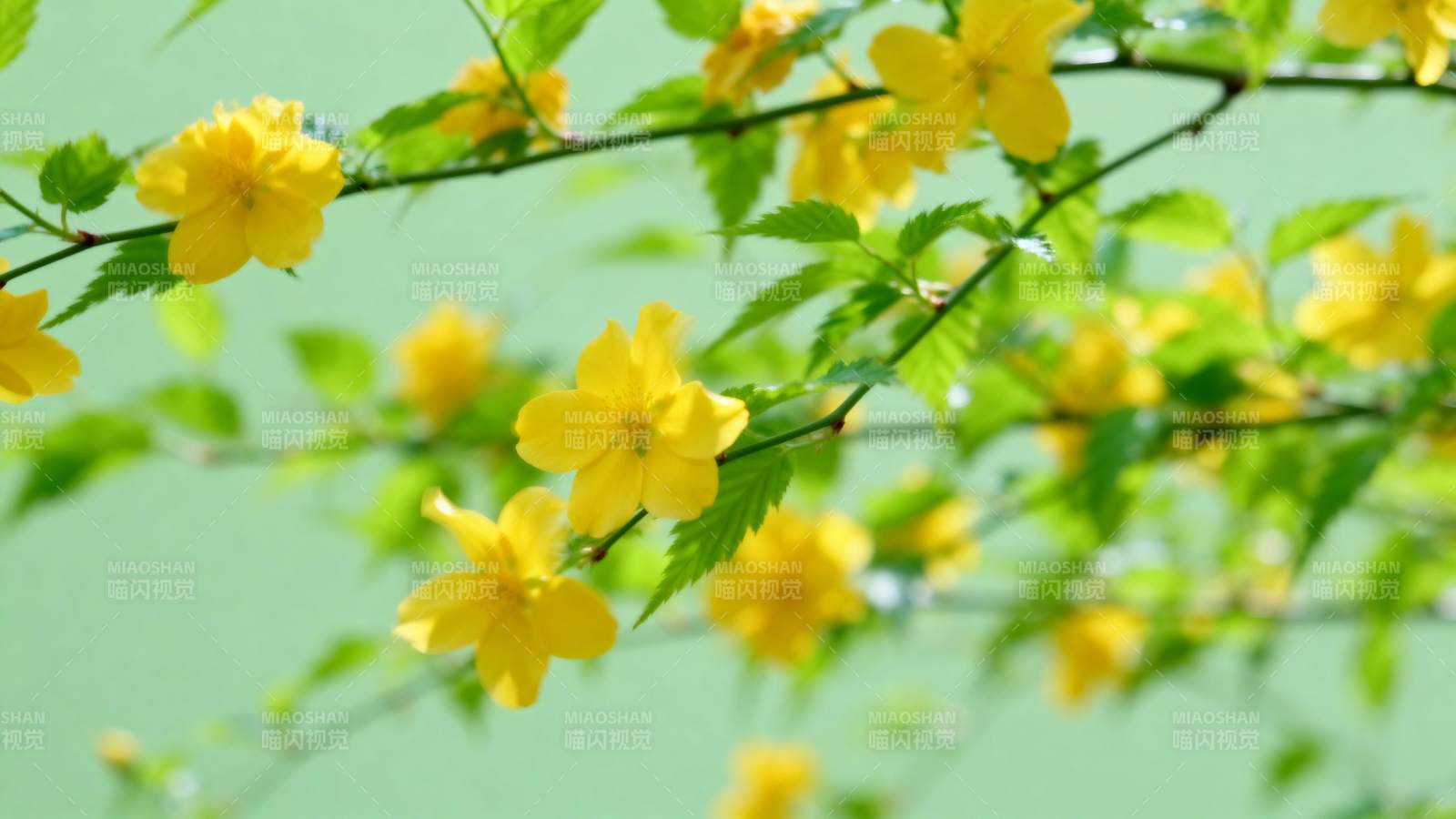 黄花绿叶春意浓图片