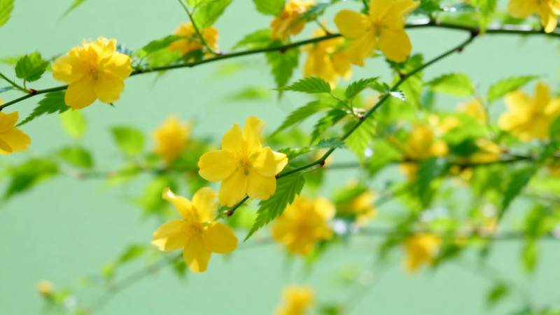 黄花绿叶春意浓图片