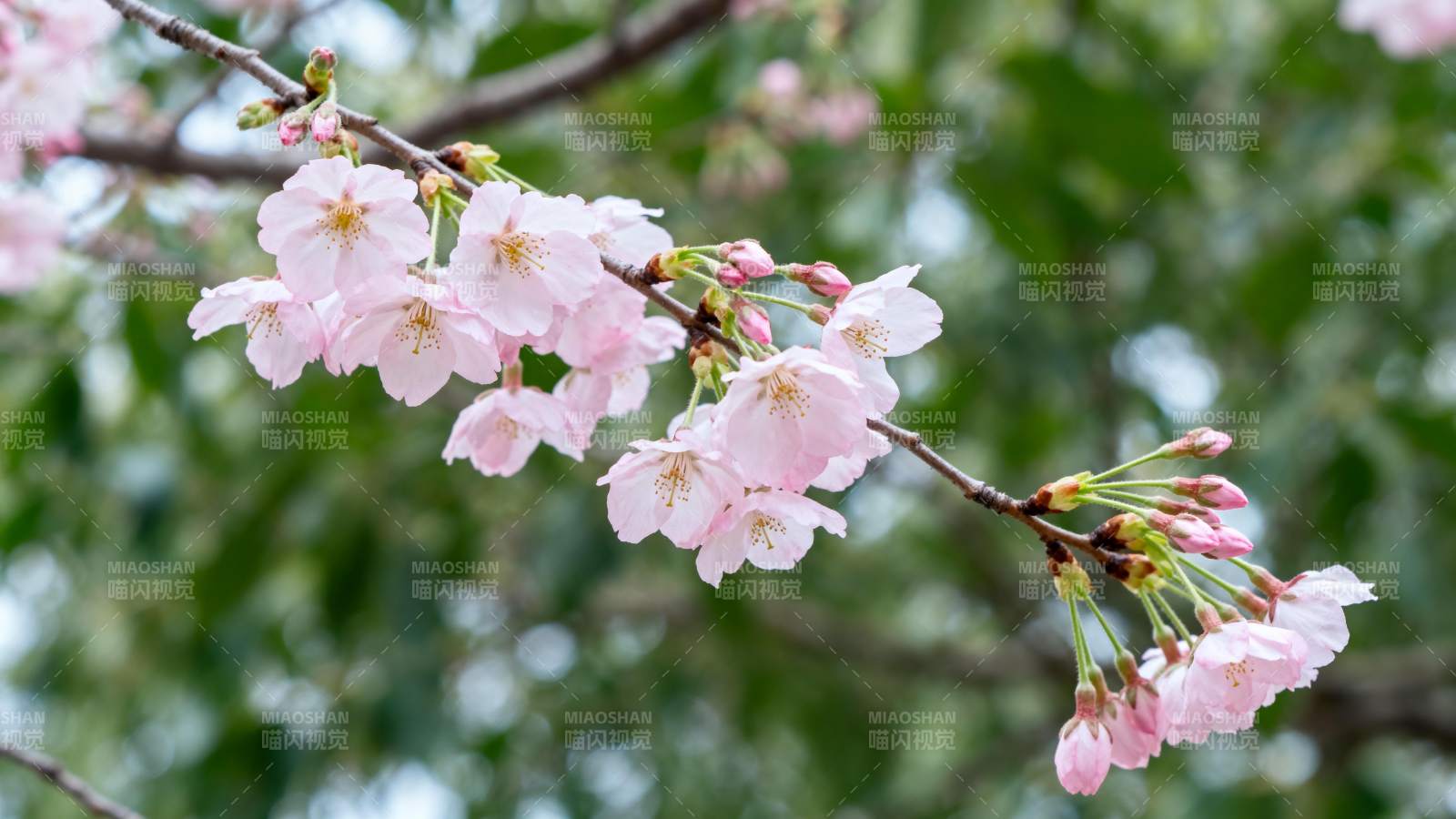 樱花绽放枝头图片
