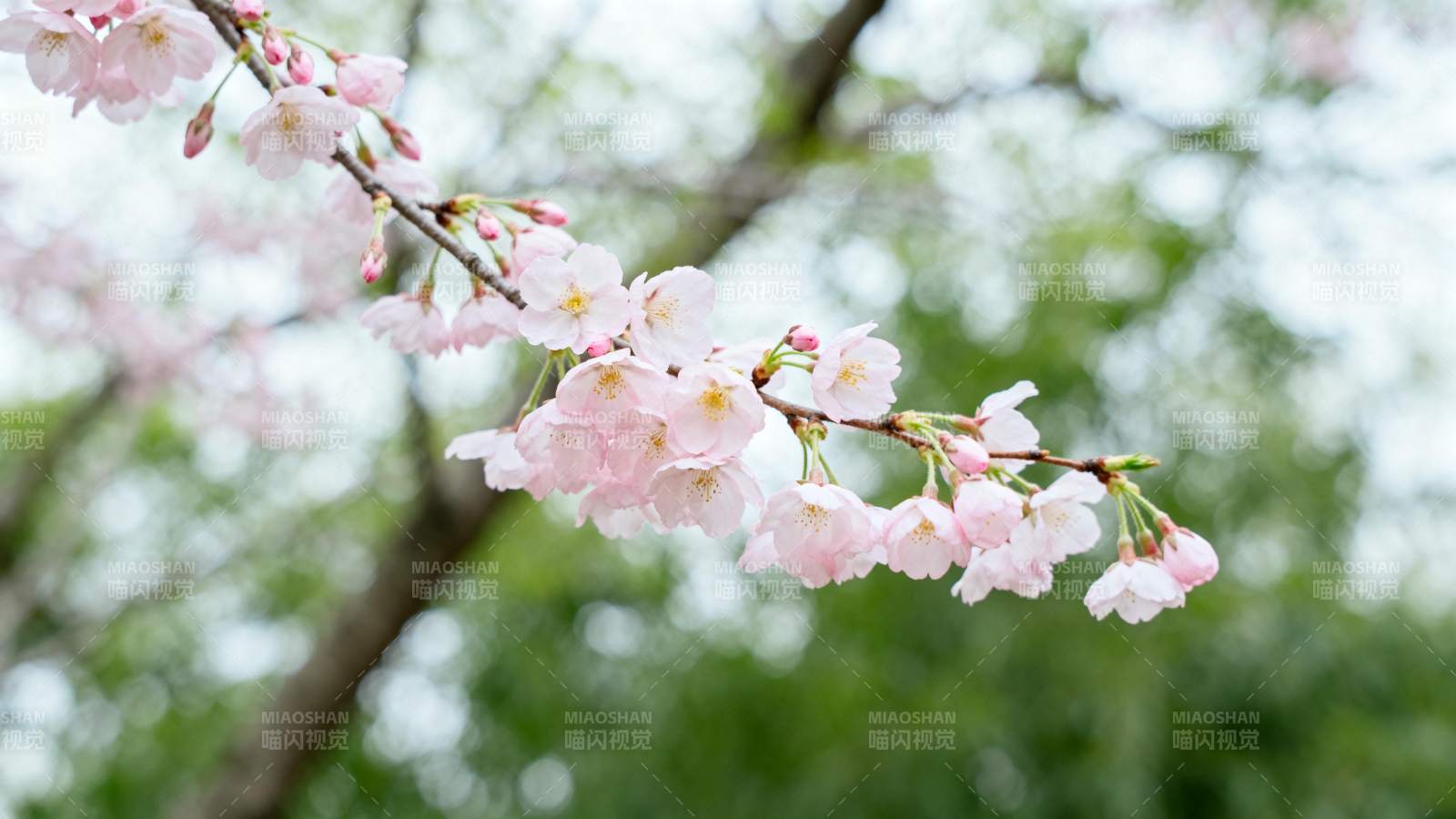 樱花绽放枝头图片