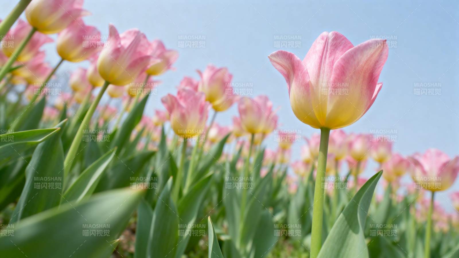 粉黄郁金香绽放图片