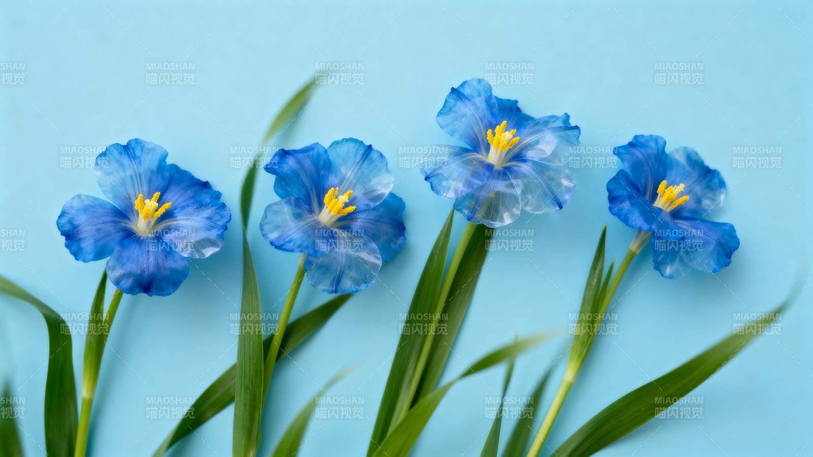 蓝花绽放 清新自然图片