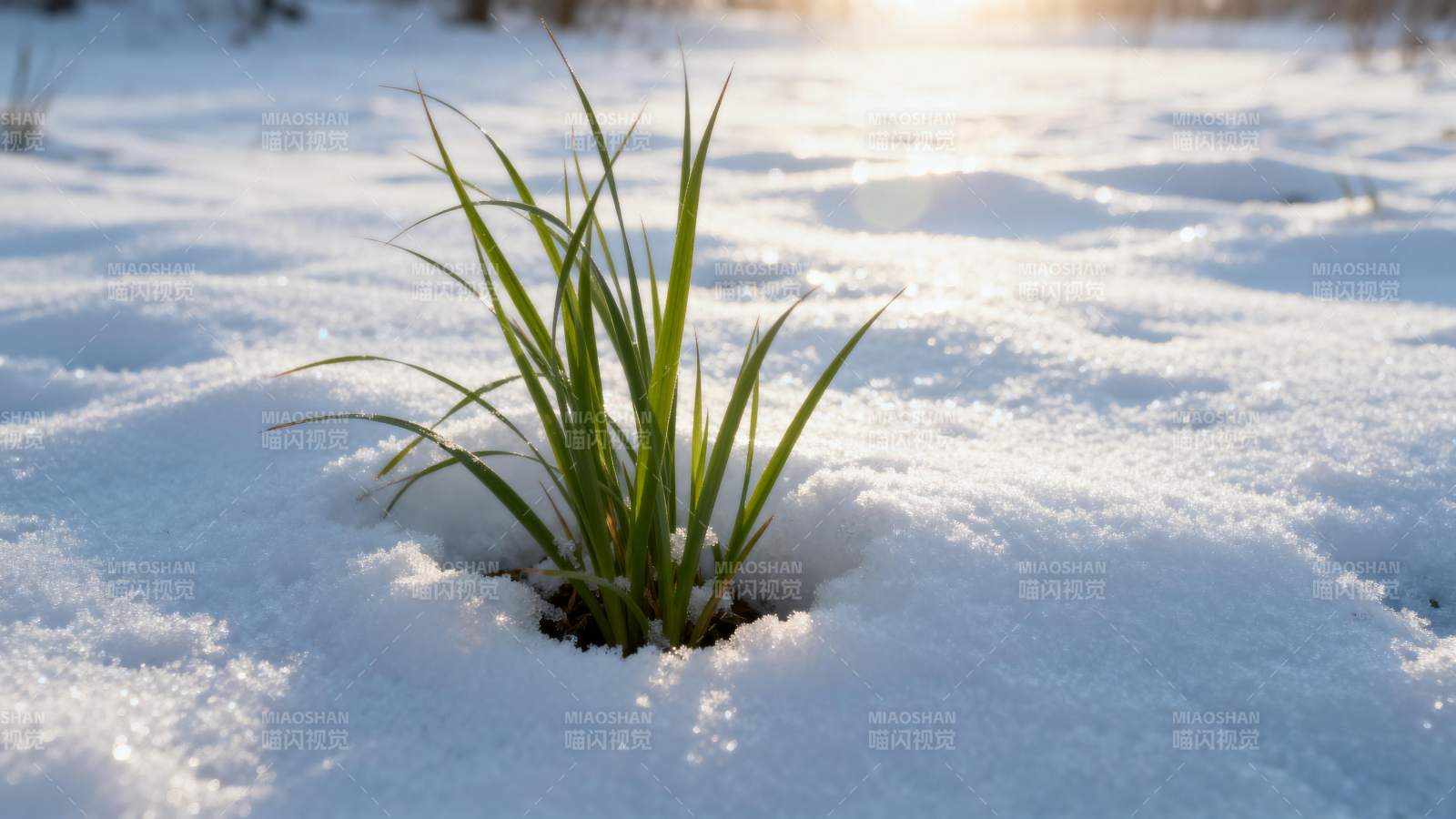 雪中绿草图片