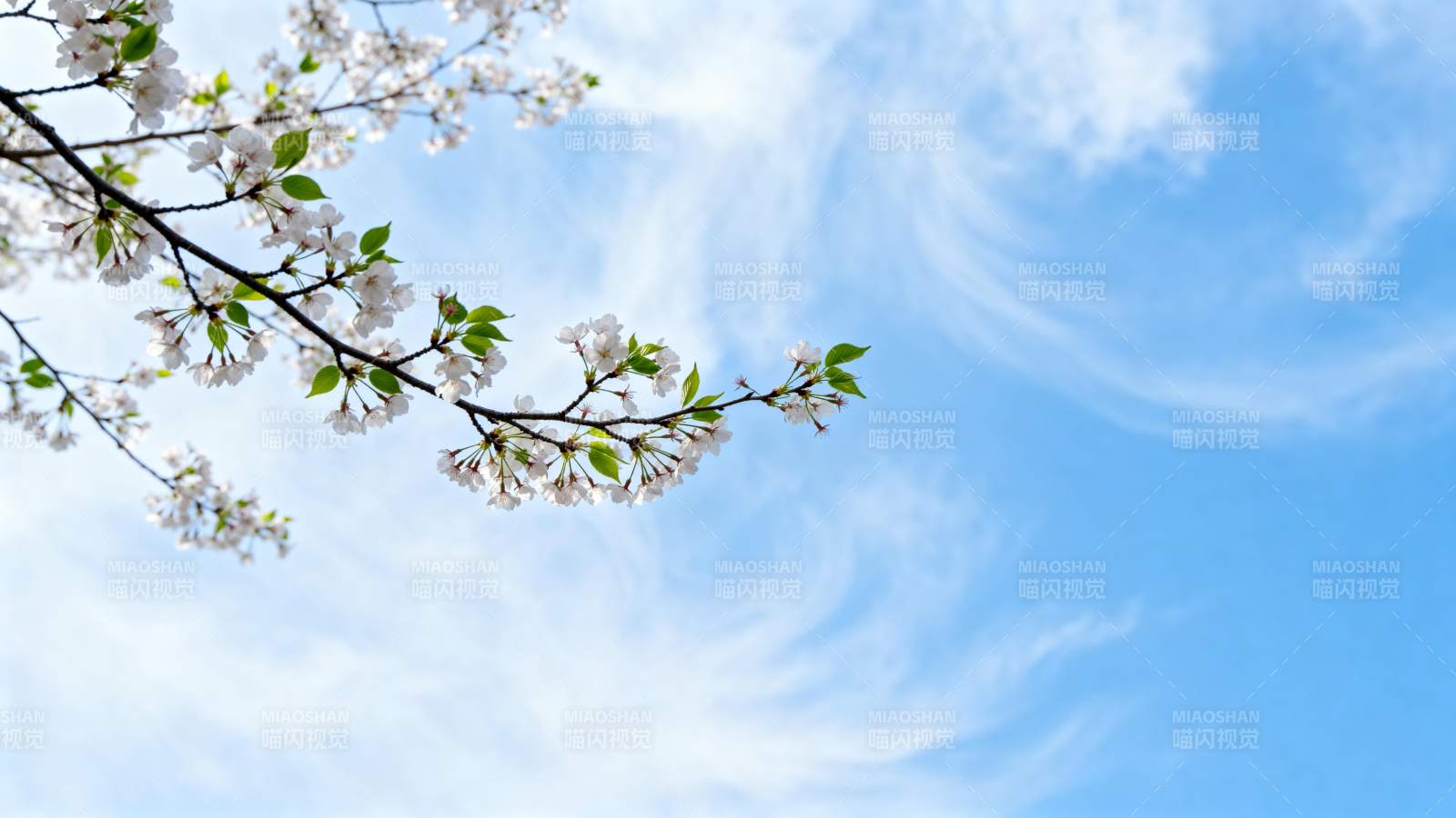 樱花映蓝天图片