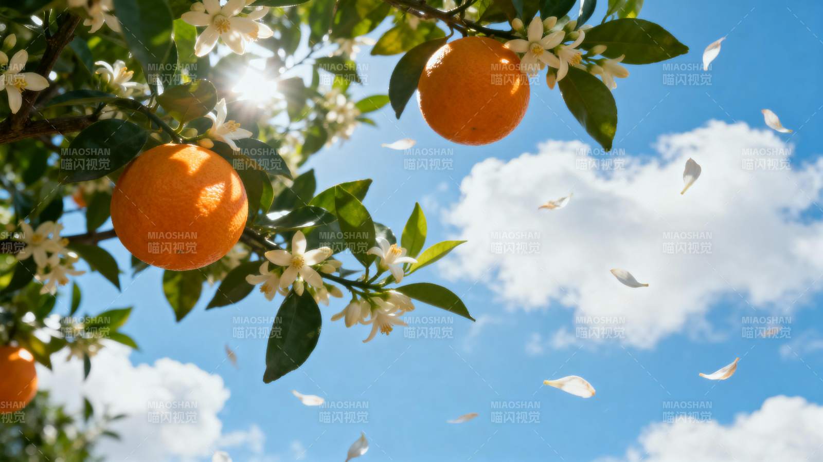 橙花飘香 果实累累图片
