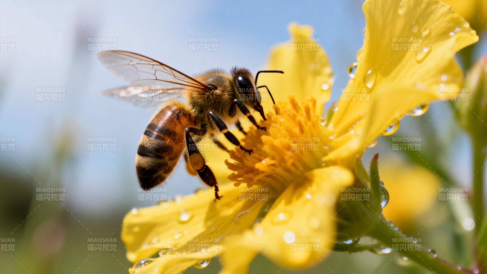 蜜蜂采蜜花间图片