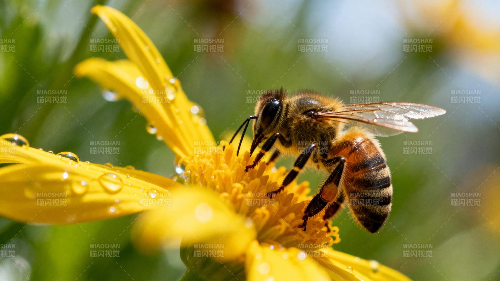 蜜蜂采蜜花间图片
