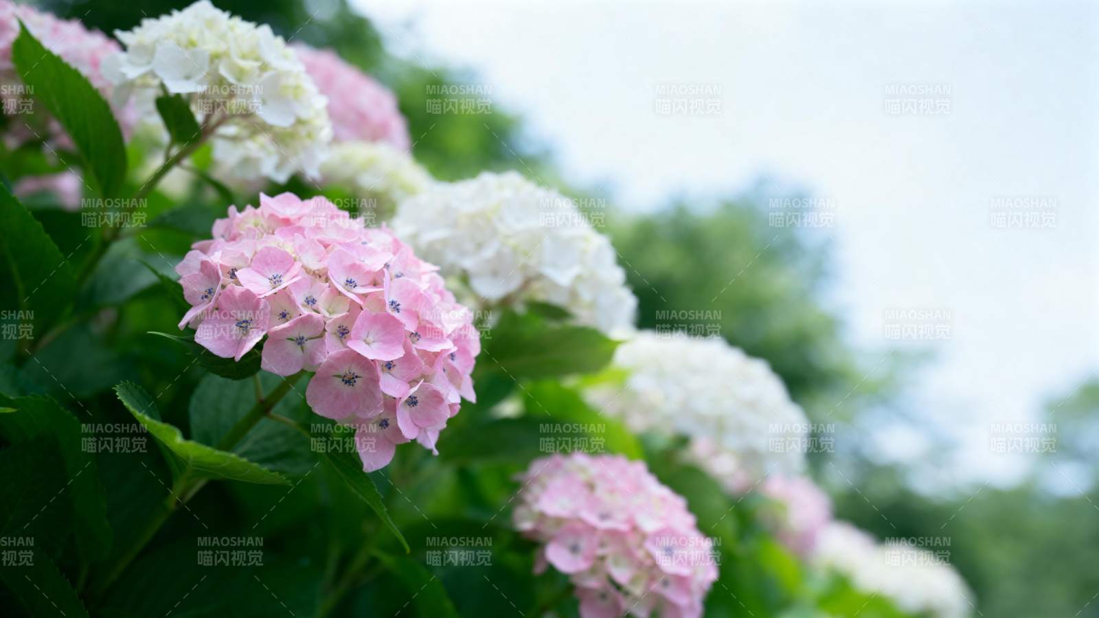 绣球花绽放图片