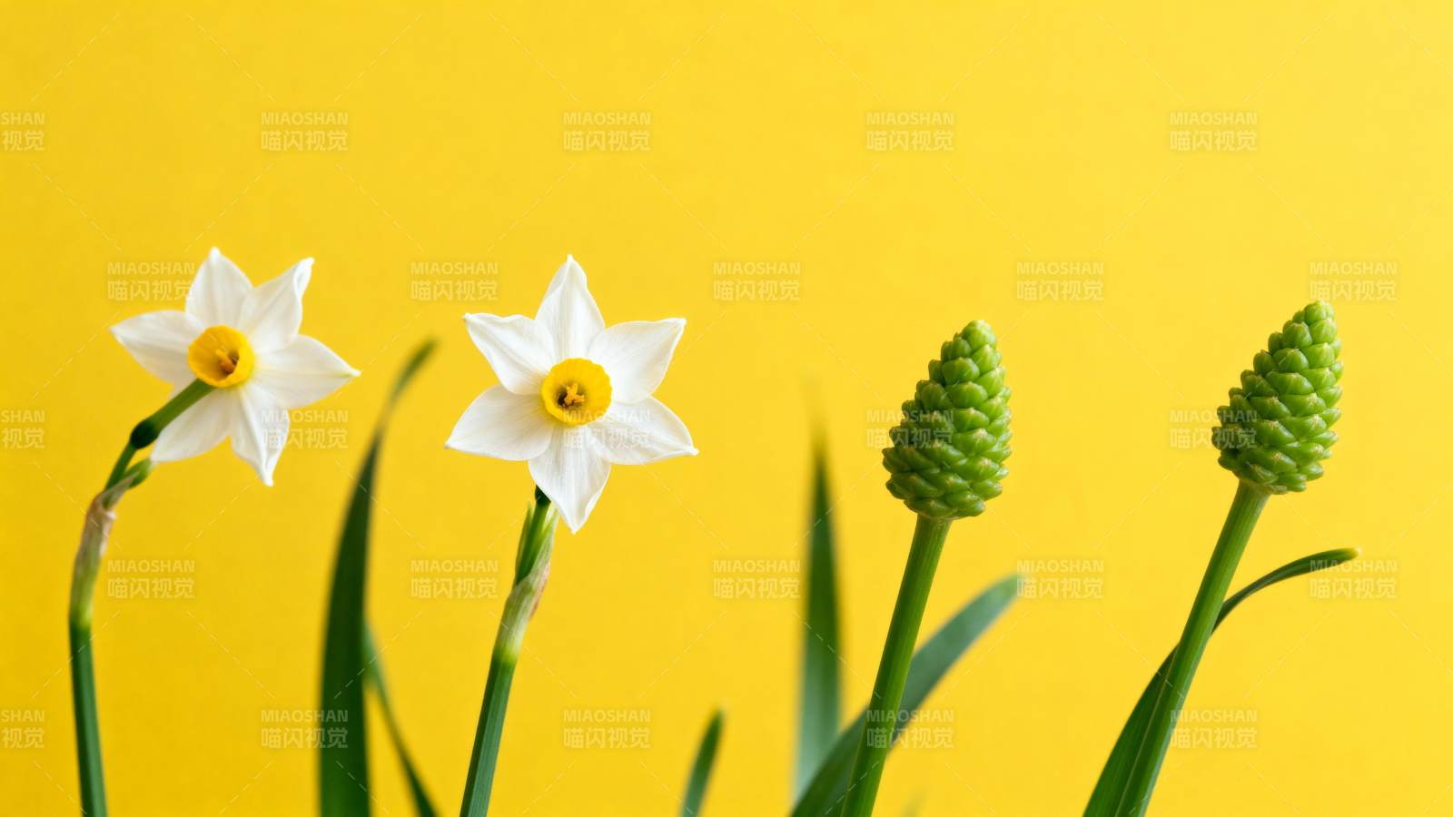 黄底白花迎春绽放图片