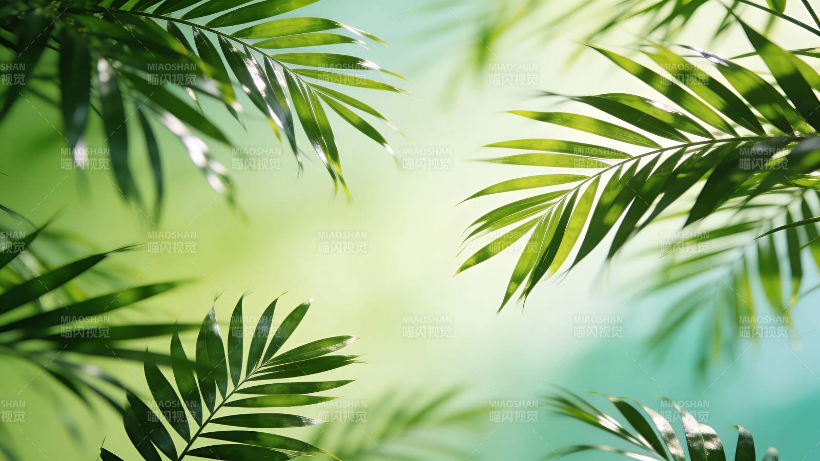 绿叶婆娑 光影斑驳图片