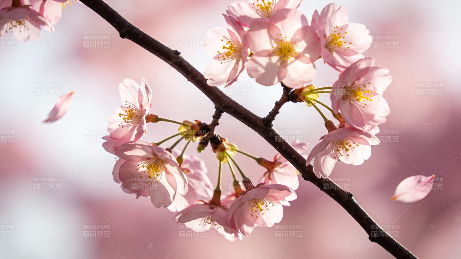 樱花绽放枝头图片