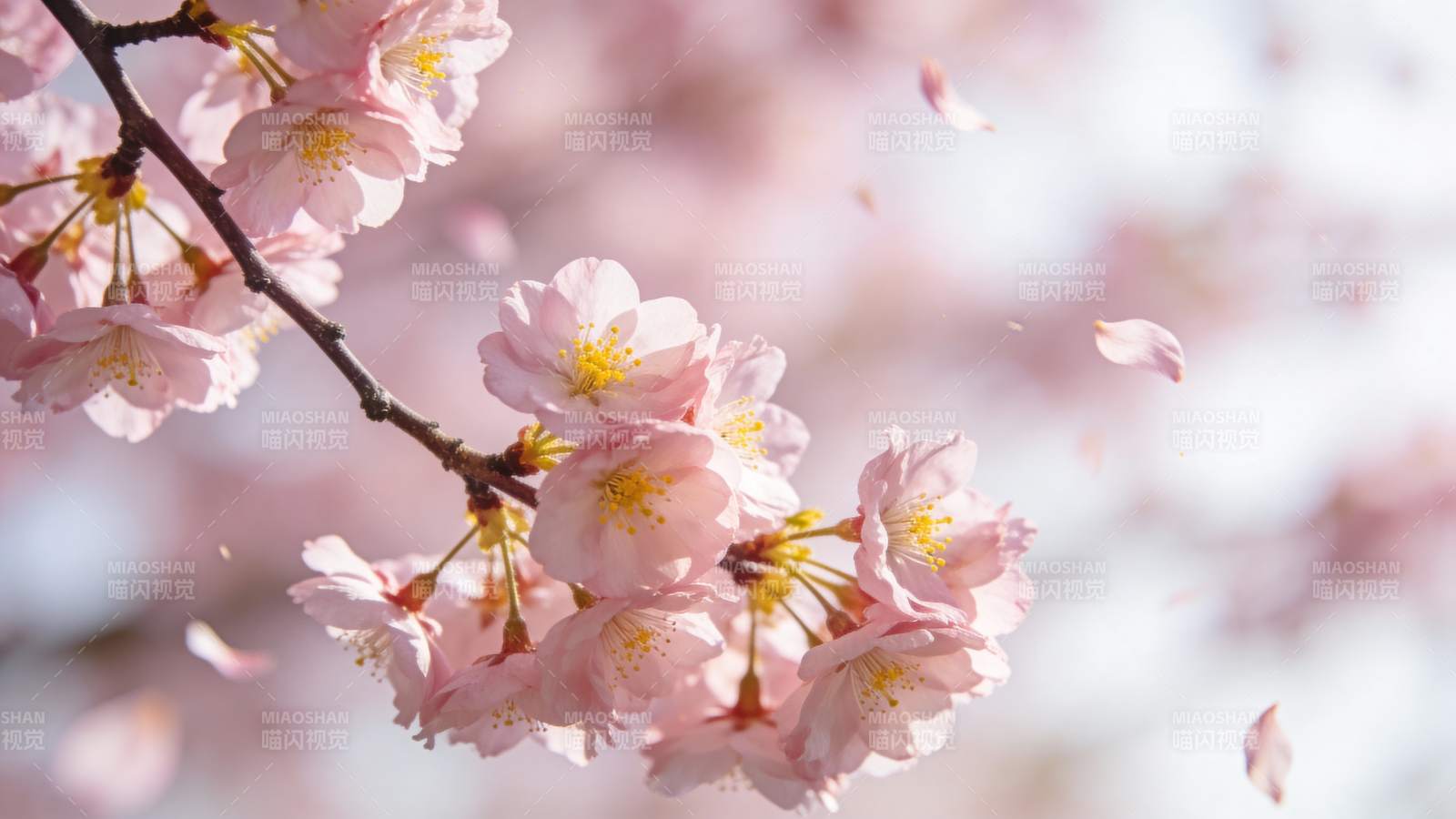 樱花绽放春意浓图片