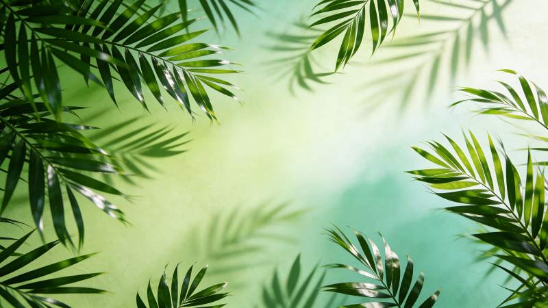 热带绿叶背景图片