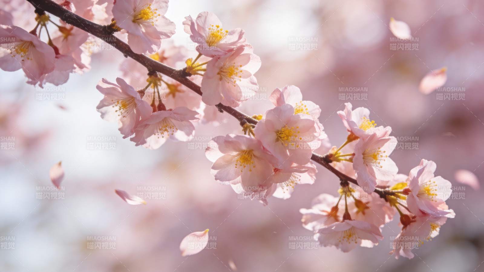 樱花绽放春意浓图片