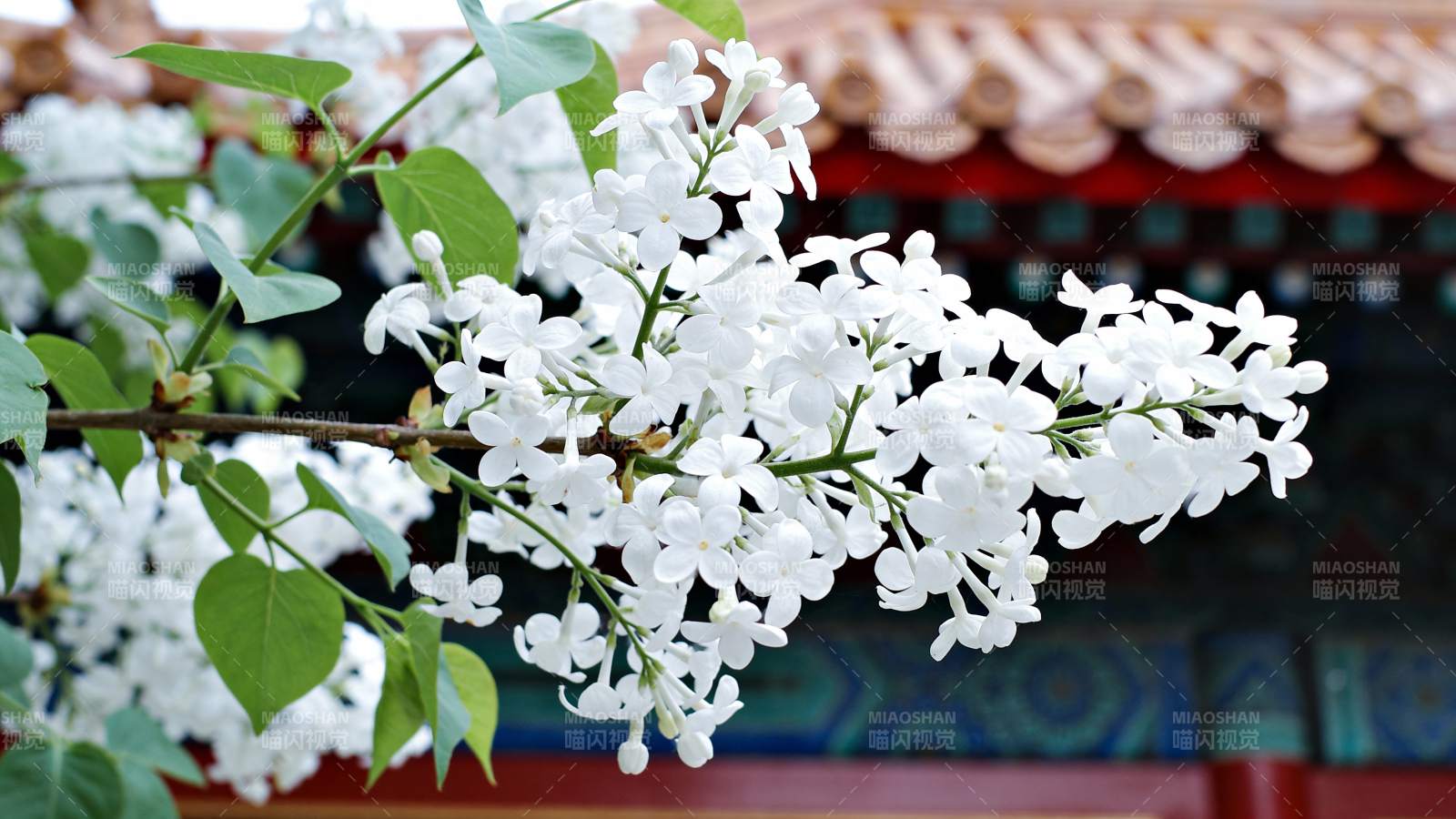 白花绽放春意浓图片